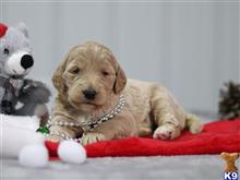 goldendoodles puppy posted by breeders