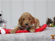 goldendoodles puppy posted by breeders