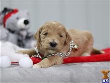 goldendoodles puppy posted by breeders