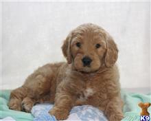 goldendoodles puppy posted by breeders