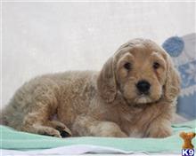 goldendoodles puppy posted by breeders