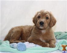 goldendoodles puppy posted by breeders