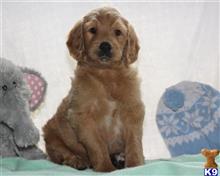 goldendoodles puppy posted by breeders