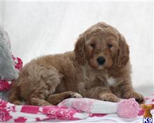 goldendoodles puppy posted by breeders