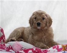 goldendoodles puppy posted by breeders