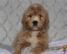 goldendoodles puppy posted by breeders