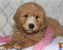 goldendoodles puppy posted by breeders