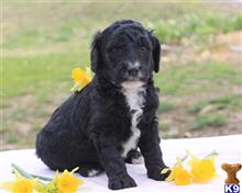 goldendoodles puppy posted by breeders
