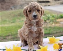 goldendoodles puppy posted by breeders