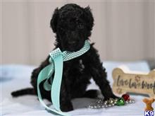 goldendoodles puppy posted by breeders