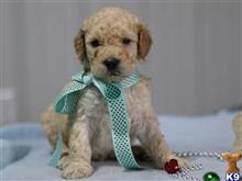 goldendoodles puppy posted by breeders