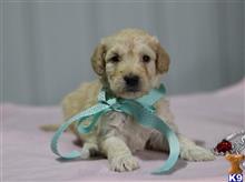 goldendoodles puppy posted by breeders