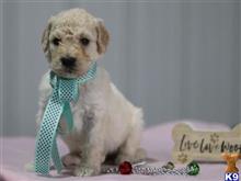 goldendoodles puppy posted by breeders