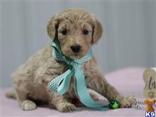 goldendoodles puppy posted by breeders
