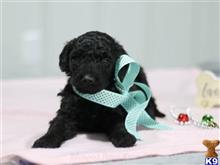 goldendoodles puppy posted by breeders
