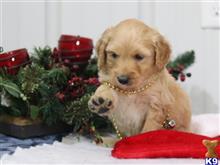 goldendoodles puppy posted by breeders