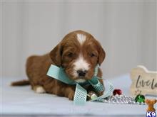 goldendoodles puppy posted by breeders