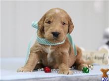 goldendoodles puppy posted by breeders