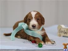 goldendoodles puppy posted by breeders