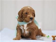 goldendoodles puppy posted by breeders