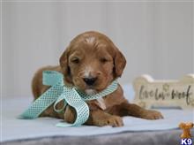 goldendoodles puppy posted by breeders