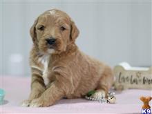 goldendoodles puppy posted by breeders