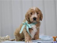 goldendoodles puppy posted by breeders