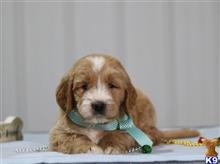 goldendoodles puppy posted by breeders
