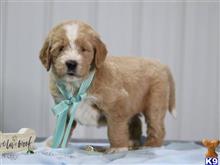 goldendoodles puppy posted by breeders