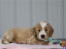 goldendoodles puppy posted by breeders