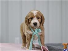 goldendoodles puppy posted by breeders