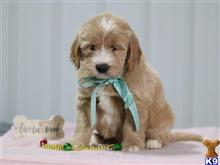 goldendoodles puppy posted by breeders