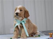 goldendoodles puppy posted by breeders
