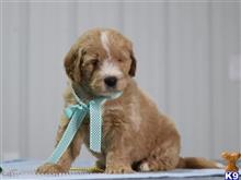 goldendoodles puppy posted by breeders