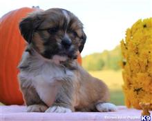 lhasa apso puppy posted by breeders