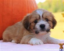lhasa apso puppy posted by breeders