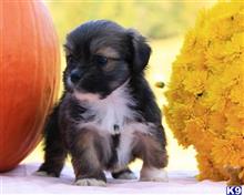 lhasa apso puppy posted by breeders