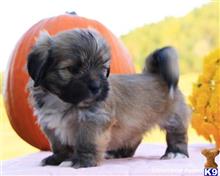 lhasa apso puppy posted by breeders