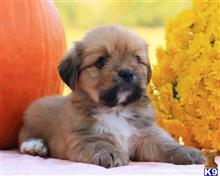lhasa apso puppy posted by breeders