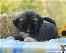lhasa apso puppy posted by breeders
