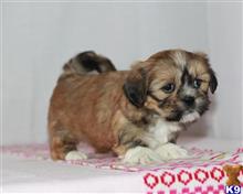 lhasa apso puppy posted by breeders