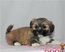 lhasa apso puppy posted by breeders