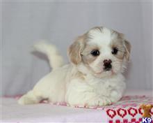 lhasa apso puppy posted by breeders