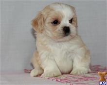 lhasa apso puppy posted by breeders