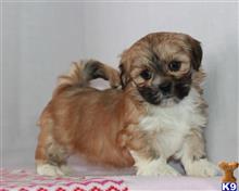 lhasa apso puppy posted by breeders