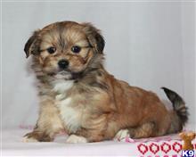 lhasa apso puppy posted by breeders