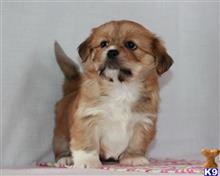 lhasa apso puppy posted by breeders