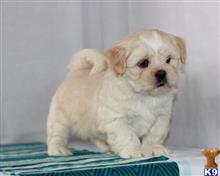 lhasa apso puppy posted by breeders