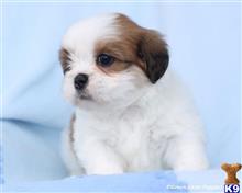 lhasa apso puppy posted by breeders