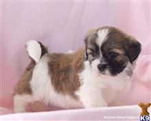 lhasa apso puppy posted by breeders